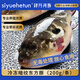 SIYUEHETUN【肆月河豚】冷凍暗紋東方鲀河豚魚(yú)200g 海鮮燒烤食材 源頭直發(fā)