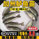 四川金沙鱸鯉魚苗鱸魚苗淡水魚苗觀賞魚養(yǎng)殖食用大花魚花魚名貴大 鱸魚苗4-6厘米贈送20% 10條