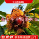聽(tīng)雪樓燕山早豐板栗樹(shù)苗嫁接3113早熟板栗樹(shù)苗南方北方庭院盆栽地栽種植 燕山早豐板栗樹(shù)苗 5年高品質(zhì)苗【當年結果】1棵