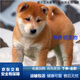 純種中華田園犬廣西土獵犬五黑虎斑黃狗白面獵犬活體幼犬 寵物級 高品質(zhì)黃狗白面 公