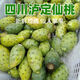 四川瀘定可食用仙人掌果綠心果實(shí)新鮮水果少見稀奇瀘定仙桃大果 5斤裝