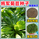 蓿蕾進(jìn)口牧草種子黑麥草高蘇丹草苜蓿草玉米草牧草種籽魚(yú)草兔豬牛羊雞 將軍菊苣種子【畝用量5斤】 5斤裝