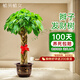 植男植女辮子發(fā)財(cái)樹大型植物各種真盆栽開業(yè)喬遷客廳辦公室內(nèi)好養(yǎng)源頭直發(fā)