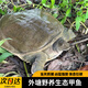 生態(tài)外塘養(yǎng)殖現(xiàn)殺真空大小甲魚老鱉營養(yǎng)中華鱉水魚團(tuán)魚 活2.0-2.2斤/只生態(tài)野養(yǎng)青黃老鱉