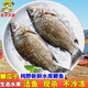 跑山密水農(nóng)家水庫魚 新鮮鯽魚 當(dāng)日捕撈鮮魚 現(xiàn)殺現(xiàn)發(fā) 生鮮生態(tài)魚 鯽魚 2斤 （非凈重）
