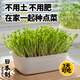 家の物語(yǔ)（KATEI STORY）日本進(jìn)口豆芽發(fā)芽盆神器家用食品級綠豆芽栽培器豌豆苗發(fā)芽盆托盤(pán) 豆芽盆【雙層】單個(gè)裝