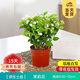 開(kāi)時(shí)果 茉莉花盆栽濃香型 桌面綠植物陽(yáng)臺(tái)花卉樹(shù)苗盆景擺件源頭直發(fā)包郵 精品茉莉花5-10株【原生盆】