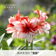 海蒂的花園朱頂紅進(jìn)口重瓣種球室內陽(yáng)臺球根花卉植物源頭直發(fā)包郵 南非朱頂紅鬼魅22/24（2025新球現貨） 12+