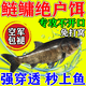 鰱鳙專(zhuān)用餌料鰱魚(yú)花鰱浮釣野釣黑坑四季通殺酸臭誘食開(kāi)口劑新型餌 鰱鳙餌料【單袋裝】 釣魚(yú)魚(yú)餌餌料大全