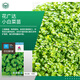 京農(nóng)研芽苗菜種子水培菜小麥草豌豆松柳油葵香椿苗綠豆芽西藍(lán)花苗花生芽 小白菜芽苗菜 50克