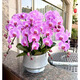 鮮花情大花蝴蝶蘭盆栽帶花盆【專(zhuān)人送花到家】喬遷送爸媽長(cháng)輩同事盆栽 8株粉色蝴蝶蘭-底盆隨機可選+ 今日達-同城配送到家-可預定