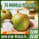蘇州樹(shù)山翠冠梨【產(chǎn)地直發(fā)】新鮮水果樹(shù)山梨帶箱10斤梨子大果禮盒 10斤 嘗鮮大果 【新品推薦】