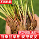 大禹韭菜根苗新根紫紅根韮菜移栽根種子四季壽光本地老品種大寬葉蔬菜 紅紫根韭菜根苗1000棵+10包肥 紫色不明顯