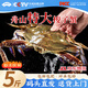 昌鮮園舟山梭子蟹鮮活冷凍7-9兩/只5斤裝野生大螃蟹海鮮水產(chǎn)源頭直發(fā)包郵