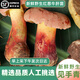 知鮮之鮮見手青云南新鮮【順豐空運次日達】紅蔥牛肝菌云南野生雞樅菌送禮 新鮮紅蔥見手青（煮熟無毒） 250g