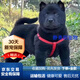 領(lǐng)養(yǎng)黑犬土狗活物趕山犬土狗看家護(hù)院看門犬中華田園犬 田園級 黑犬 公母備注 兩個(gè)月左右