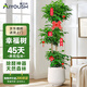 愛(ài)優(yōu)尚幸福樹(shù)盆栽客廳室內(nèi)大型綠植辦公室喬遷新家綠寶凈化空氣源頭直發(fā)