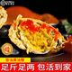 【現(xiàn)貨】廣東南沙鮮活頭手黃油蟹膏油蟹奄仔蟹 中秋禮品 年貨禮盒 【膏油黃油蟹】1只（6-7兩/只）凈重 【去繩足重】