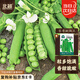 北蔬 豌豆種子種苗大莢甜脆青豆蔬菜種籽 長(zhǎng)壽甜豌豆種子50g約190粒