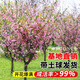海棠樹(shù)苗庭院地栽高桿西府海棠垂絲海棠花耐寒植物花北美海棠帶土 優(yōu)質(zhì)：4公分【樹(shù)形優(yōu)美】海棠樹(shù)