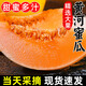 綠農(nóng)俠現(xiàn)摘黃河蜜瓜 民勤蜜瓜 新鮮水果當(dāng)季整箱甜瓜包郵金紅脆 【嘗鮮裝】3斤頭茬搶鮮嘗