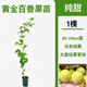 新品欽密9號(hào)黃金百香果苗嫁接苗超甜大果爬藤一年四季百香果樹(shù)苗 大杯苗 欽蜜9號(hào)  80-100高度［極速結(jié)果］ 兩顆