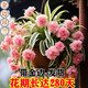 金邊大花香水吊蘭四季開(kāi)花型新手好養(yǎng)護(hù)耐寒耐熱花卉綠植盆栽花苗 粉色【濃香驅(qū)蚊+帶金邊】 可開(kāi)88+帶金邊【12顆苗】開(kāi)花爆滿+肥