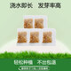 保牧懶人貓草罐泡面盆栽水培泡水盒子排毛化毛草零食寵物幼貓吃的貓草 【泡水即長】5包種子