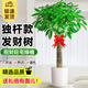 卉優(yōu)發(fā)財樹大葉綠蘿金錢樹盆栽開業(yè)喬遷客廳辦公室內(nèi)送禮大型綠植 發(fā)財樹單桿1.6-1.8米 圓柱樹脂盆