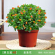 開(kāi)時(shí)果 大盆金魚(yú)花吊蘭盆栽帶花苞 四季觀(guān)賞花卉垂吊綠植物源頭直發(fā)包郵 【大苗】金魚(yú)花2盆/20-30cm-原盆原土