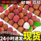 教蔬鮮生冬眠桂味荔枝【順豐多地次日達】桂味荔枝 3斤凈重【桂味】 急速冷凍