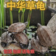 中華草龜小烏龜活物外塘長(cháng)壽龜寵物龜金線(xiàn)龜家養墨龜活的小烏龜 外塘中華草龜一公一母+免費龜糧 精品3-4厘米活潑可愛(ài)
