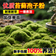 蒲戀苔蘚孢子粉種子四季鮮活草皮青苔蘚草籽苔蘚粉微景觀盆景造景假山 【精品苔蘚孢子粉】2包裝