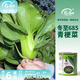 壽禾油菜種子矮腳上海青梗菜蔬菜小白菜快菜秋季壽光蔬種籽四季青菜 冬至685青梗菜種子100g/桶