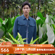 雅戈?duì)枺╕OUNGOR）單行政夾克男翻領(lǐng)單茄克錦綸耐穿舒適透氣男士上衣外套 VJJK424979HQA藍(lán)色 L 175/96A
