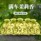 GEETHA車(chē)載香薰茉莉花香包干花香囊車(chē)內衣柜除異味持久留香氛天然香袋 6袋【白玉茉莉】特級30g