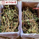 北京同仁堂野生澤漆貓眼兒草中藥材五朵云草馬虎眼新鮮曬干正宗貓兒眼 貓眼草/澤漆/五朵云 整顆不切碎 510克【自然晾干】