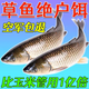 速聚達鄧剛釣草魚(yú)餌料主攻大草魚(yú)釣草鳊青魚(yú)神器草魚(yú)餌料黑坑野釣餌 【池塘釣草魚(yú)推薦】一大包450g 釣魚(yú)魚(yú)餌大全