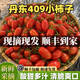 丹東409小柿子口感小番茄水果柿子新鮮花生柿子脆甜千禧順豐包郵 3斤順豐包郵