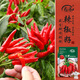 壽禾簇生朝天椒種子苗結果多香辣菜籽 濰育火速簇生朝天椒種子200粒