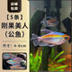 剛果美人電光美人熱帶觀賞魚石美人淡水草缸群游魚扯旗魚新手活體 剛果美人公魚5條 3-5cm