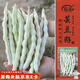 壽禾 蕓豆種子苗九粒白豆角搭架菜豆蔬菜種籽 雪玲瓏白不老種子60g