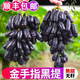 現(xiàn)摘藍(lán)寶石金手指無籽黑提水果黑美人指孕婦水果批發(fā)葡萄順豐包郵 精選1斤