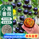 花沃里盆栽小黑番茄約100粒 西紅柿種子蔬菜種子紅珍珠陽臺庭院田間種植