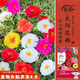 壽禾 太陽花種子苗混色重瓣四季種植種籽 太陽花種子(混色重瓣)2萬粒