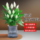 花財主盆栽懶人好養綠植組合辦公室內水培小盆栽花卉凈化空氣植物綠蘿 特級白掌帶花發(fā)貨【吸水盆】+肥料