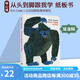 從頭到腳英文原版繪本 From Head to Toe 卡爾爺爺 Eric Carle 艾瑞卡爾 兒童啟蒙紙板書 從頭動到腳 幼兒寶寶英語學(xué)習(xí) 綠山墻