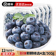 秋千果歌[SF送貨上門(mén)]藍莓果 當季新鮮水果禮盒 順豐快遞 產(chǎn)地直發(fā) 125g*4盒12mm+[凈重500g]
