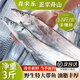 森農(nóng)樂舟山帶魚特大號(hào)整條鮮活冷凍東海海鮮生鮮小眼海釣油帶魚刀魚整箱 4-6兩/條【3斤裝 高性價(jià)比】