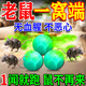 戶(hù)清驅鼠神器驅鼠藥丸家用廚房強力防鼠滅趕老鼠三步到一聞就死一窩端 10粒裝無(wú)優(yōu)惠不劃算
